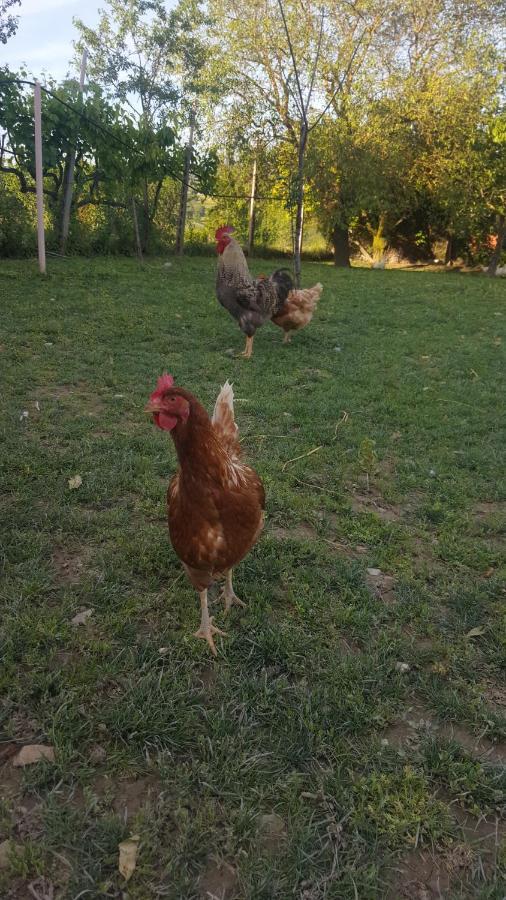 Agriturismo La Ginestrella Civitella D'Arna Εξωτερικό φωτογραφία